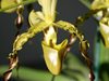 Paphiopedilum parishii 